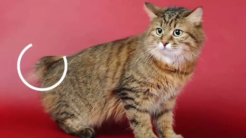 The BIGGEST CAT BREEDS In The World