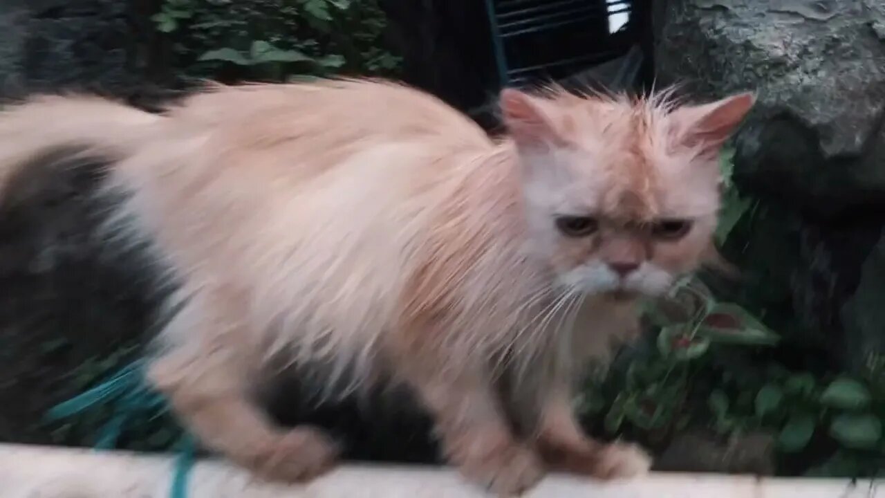 when the meow is angry - funny cat - funny cat