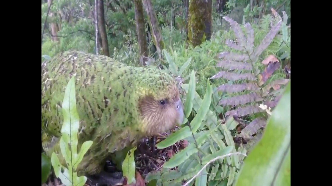 Meet the Kakapo! World’s only flightless parrot and heaviest parrot in the world - ABC15 Digital