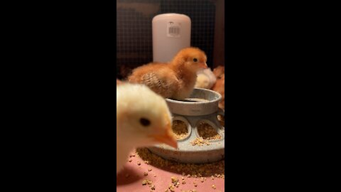 Easter-egger chickens at one week old