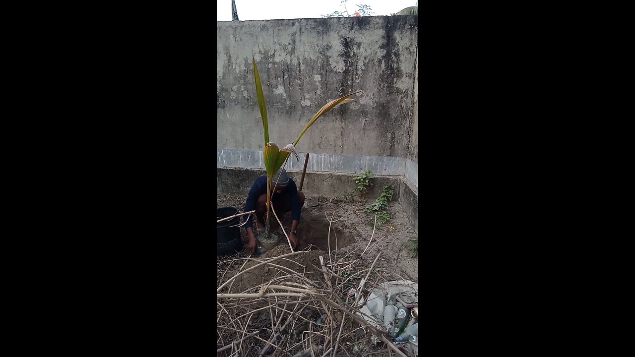 Coconut Plantation