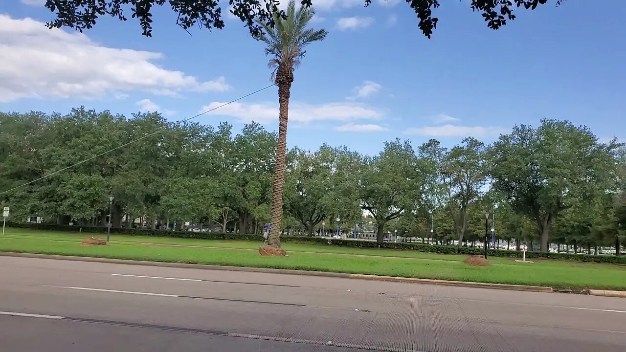 LARGE SCALE GARDENING PALM 🌴 😳 TREE DOWN