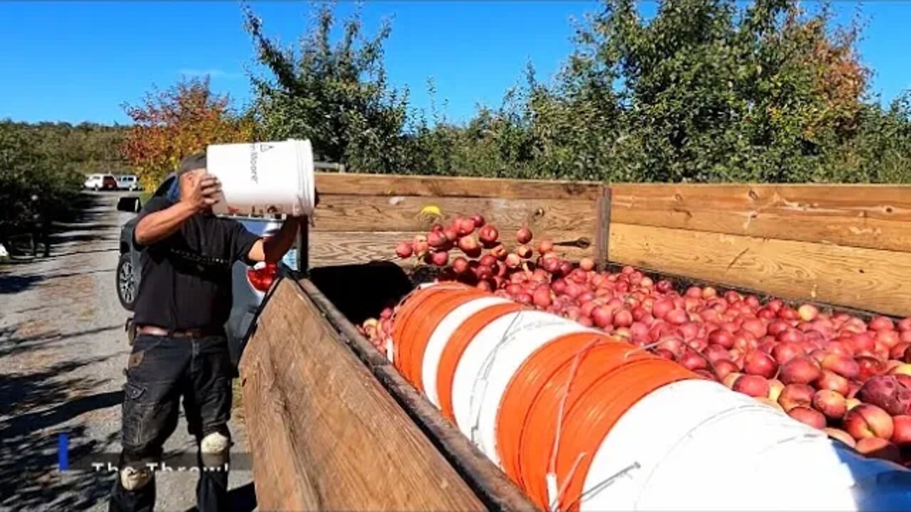 To the Orchard for Apples - October 21, 2022