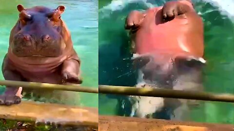 Hippo jumps like a Dolphin