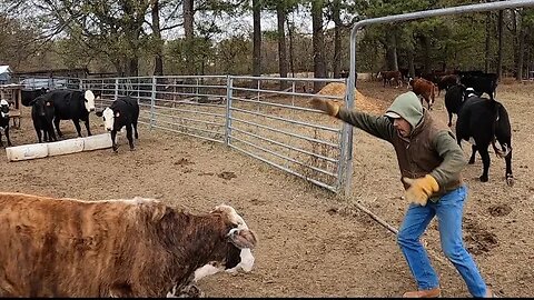 Is this steer bluffin?!?