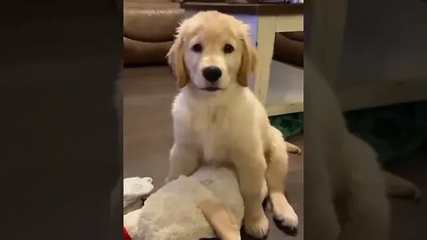 Puppies Enjoying #petvideos #funnyvideo #viralshorts