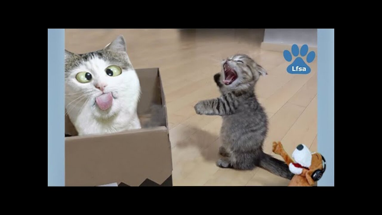 Awesome Funny Pet Animals' Life Video