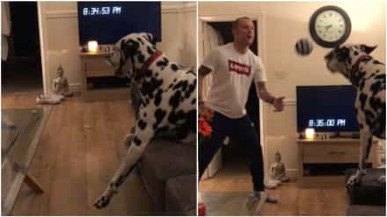 Ronaldo a de la concurrence avec ce dalmatien!