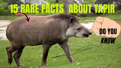 15 Rare facts about Tapirs