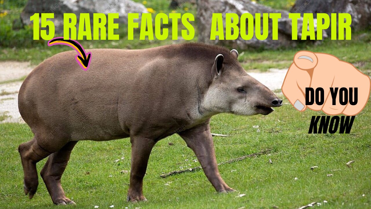 15 Rare facts about Tapirs