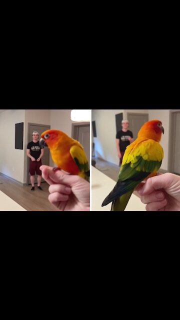 Parrot enjoys practicing recall training with his owners