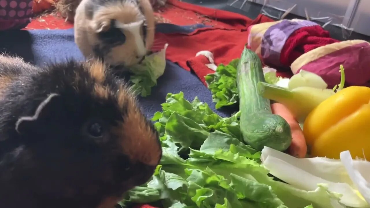 Guinea pigs dinner is served
