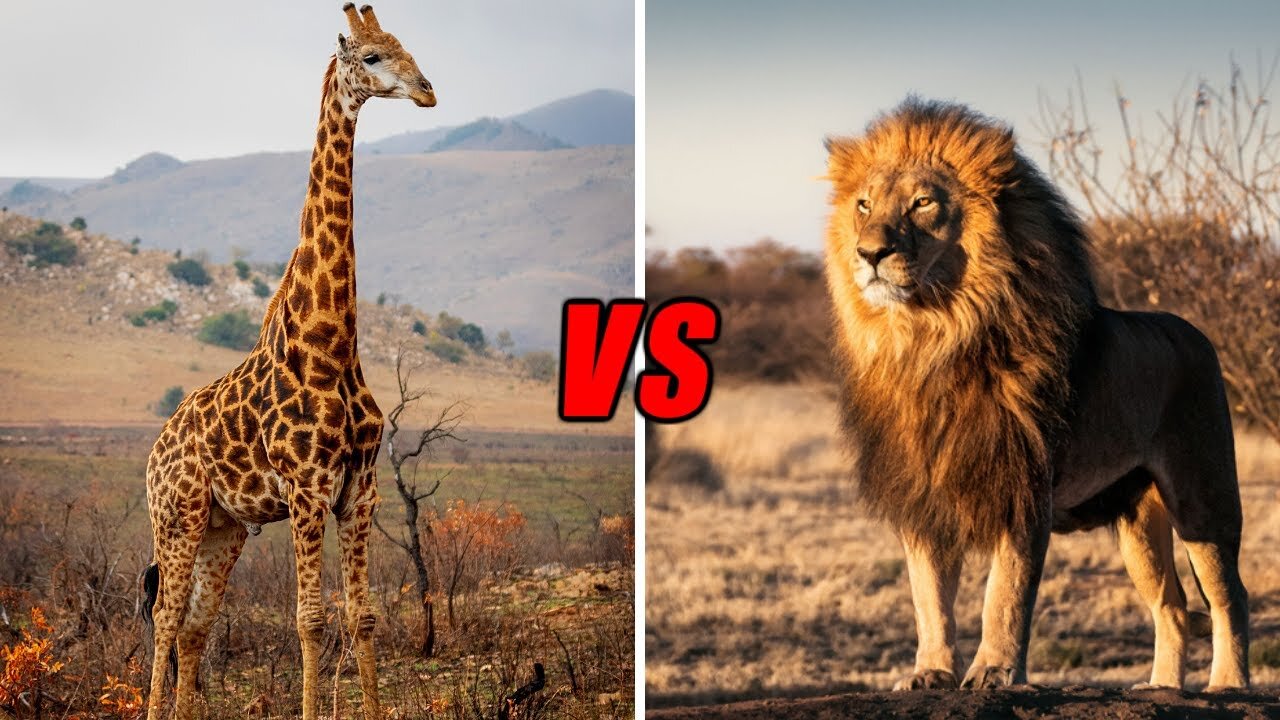 Will a giraffe survive if he is attacked by a lion or a tiger?