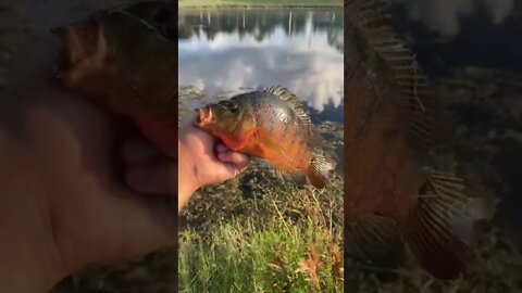 EXOTIC Mayan Cichlid!