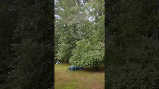 Wind #shorts #windy #rain #storm #trees #blowing