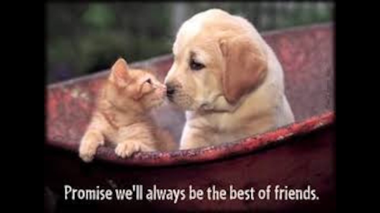 Funny Cat and Dog Videos#3 Compilation - Best Friend Forever