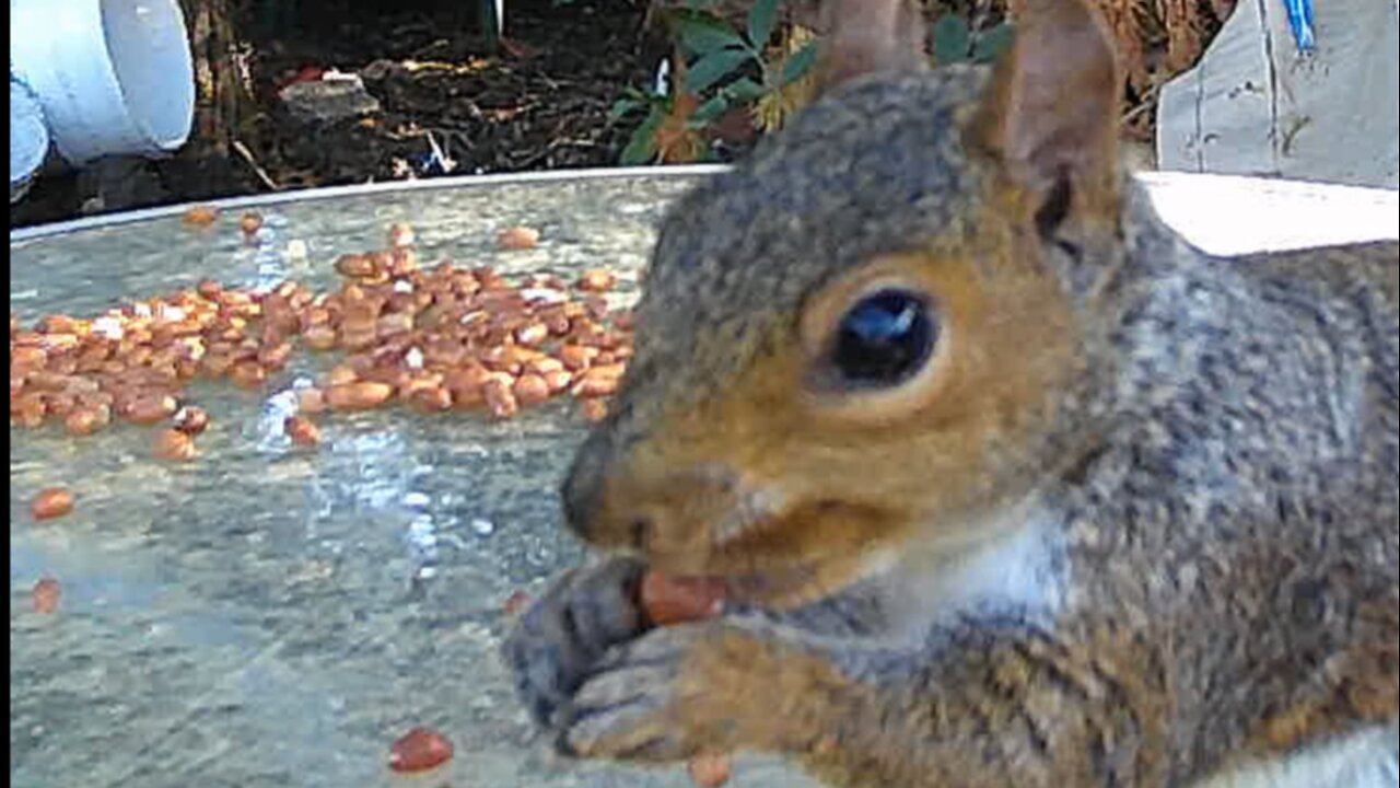Squirrel seen on 16-09-2024
