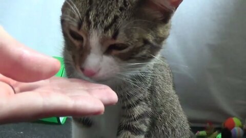 Cute Handfed Kitty