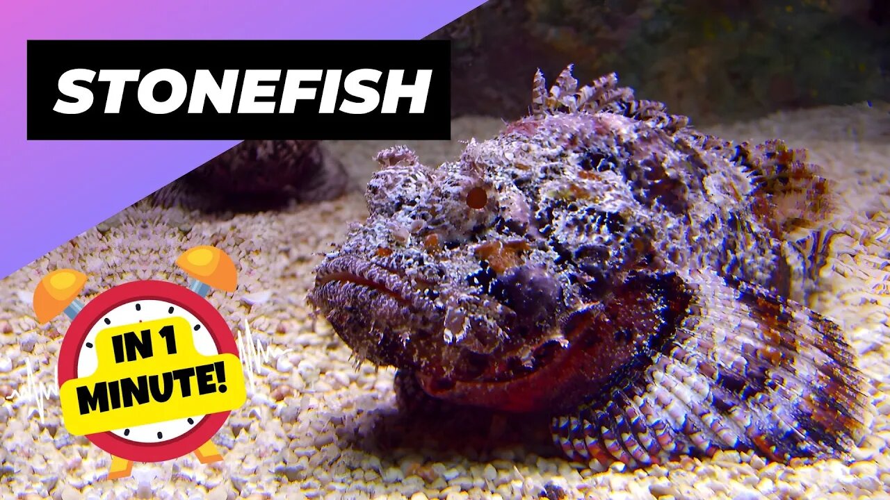 Stonefish - In 1 Minute! 🐡 One Of The Most Dangerous Ocean Creatures In The World | 1 Minute Animals