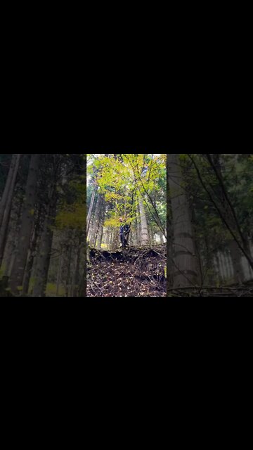 Autumn leaves don’t fall, THEY FLY! 🍁