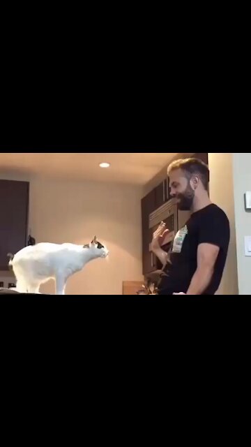 Cutest Cat And Man Funny Moments Homemade 2021