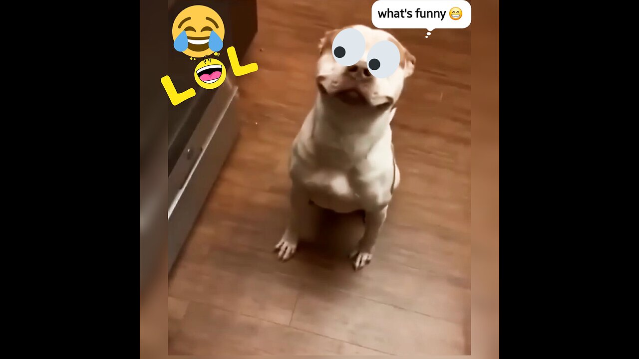 Funny animal's #dog,#catš¤£