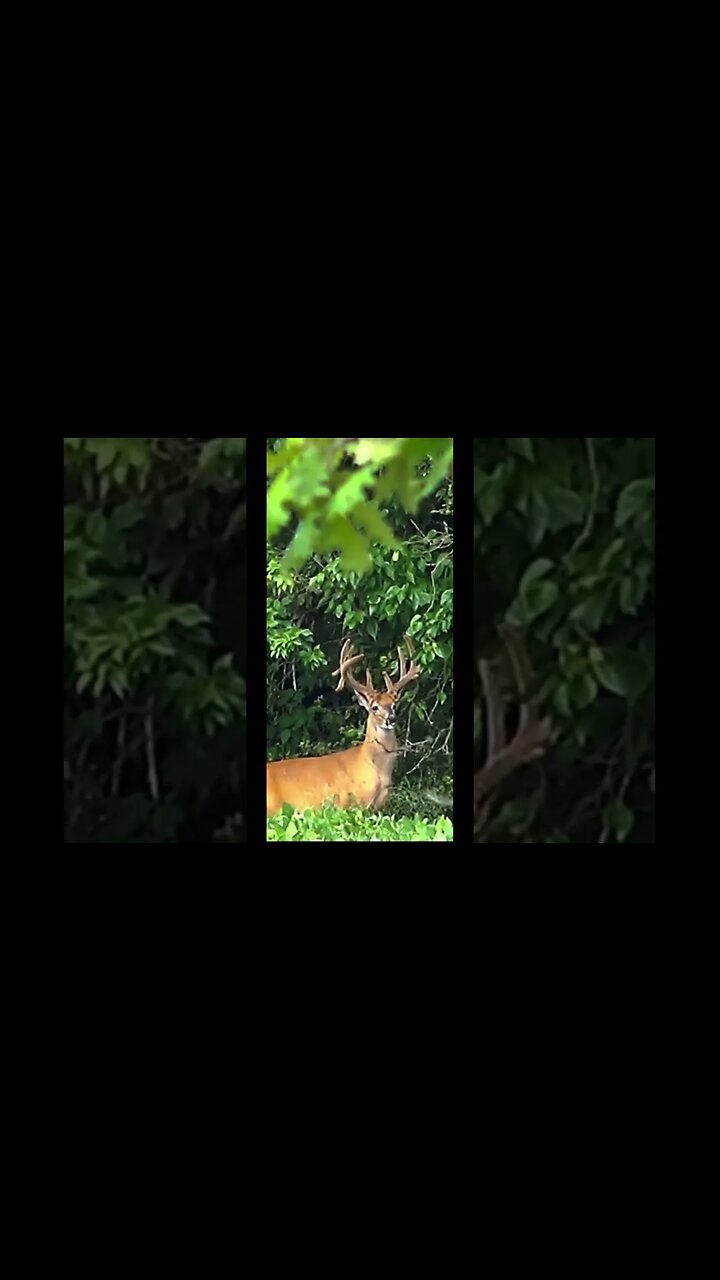 Heat hasn’t affected this big boy! #hunting #deerhunting #deer #wildlife #outdoors