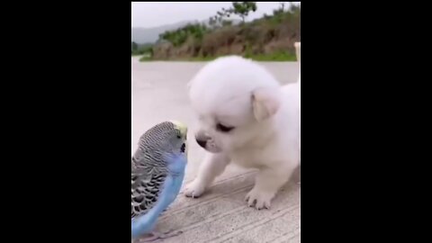 How dog 🐶 and parrot 🦜 become a friend