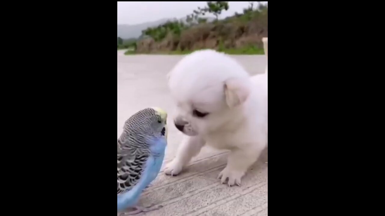 How dog 🐶 and parrot 🦜 become a friend