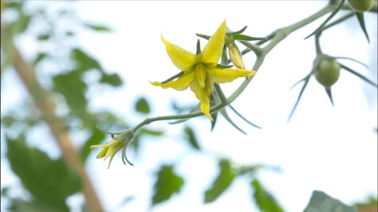 Why This Tomato Variety Is So Awesome