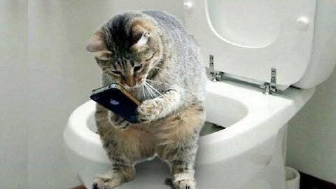 Cat's funny video