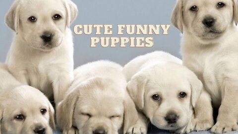 SO CUTE PUPPIES THAT YOU WILL FALL IN LOVE WITH THEM