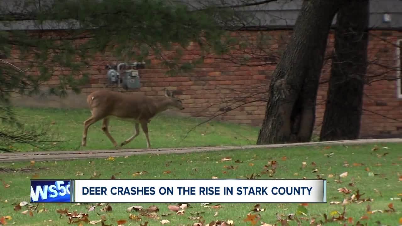 Stark County has the highest number of deer-related crashes in the entire state