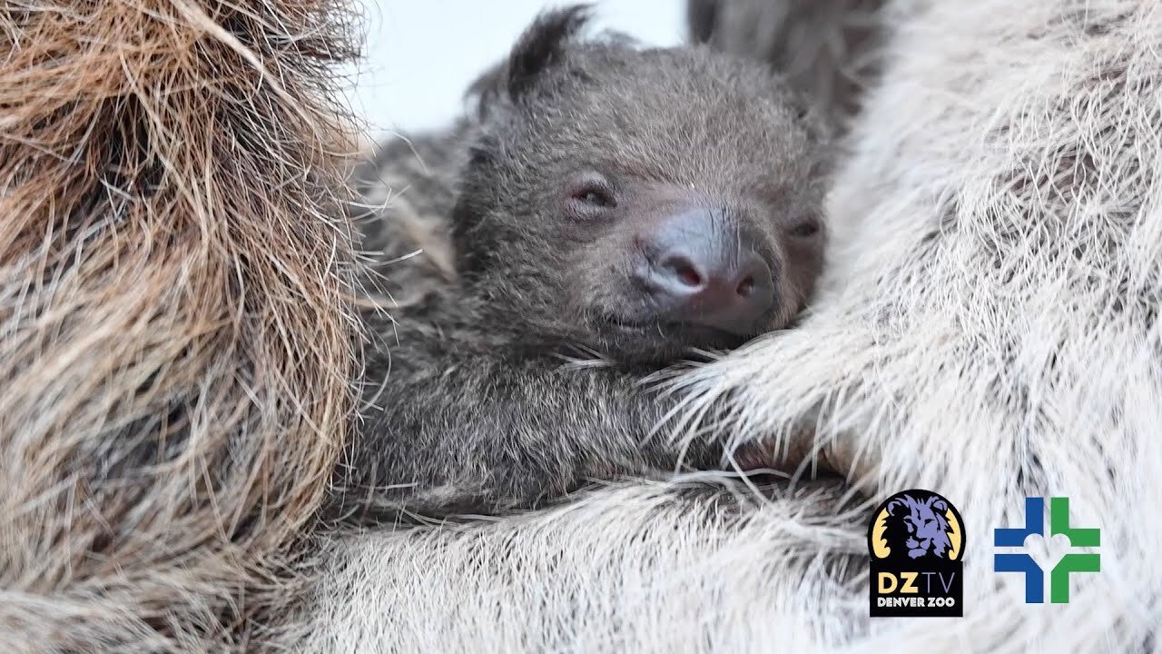 Slow Clap- Our Baby Sloth Is Finally Here!