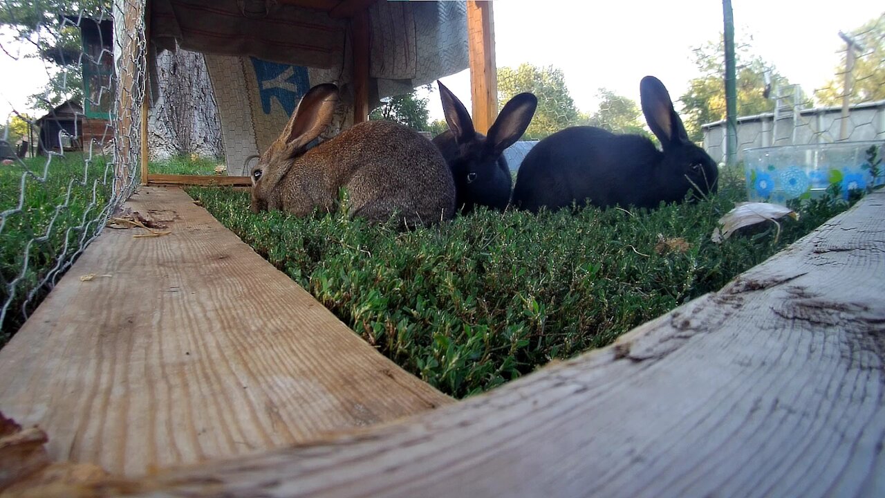 Young rabbits just hangin