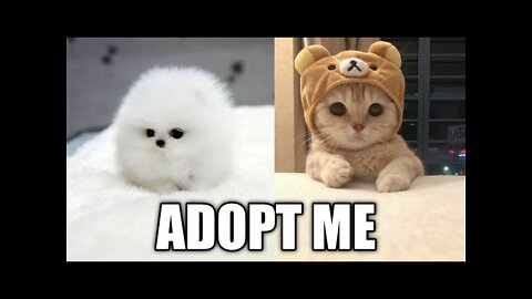 cute cat cute dog cute animals#1