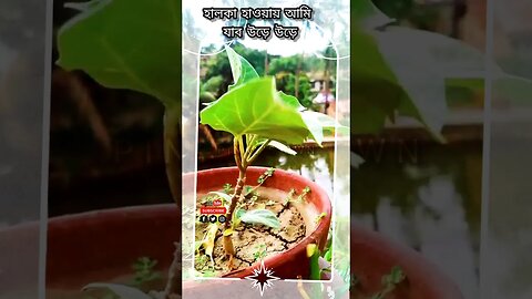 মোকা ঘূর্ণিঝড়ের প্রাক্কালে # #pinky #vlog #ধুতুরা #ছাদবাগান #cyclone2023