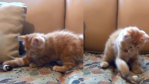 Little Kitten Playing His Toy Mouse Funny cat