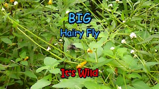 Big Hairy Fly