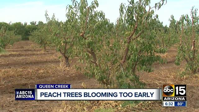 Peach trees are blooming too early because of unusually warm temperatures across the Valley