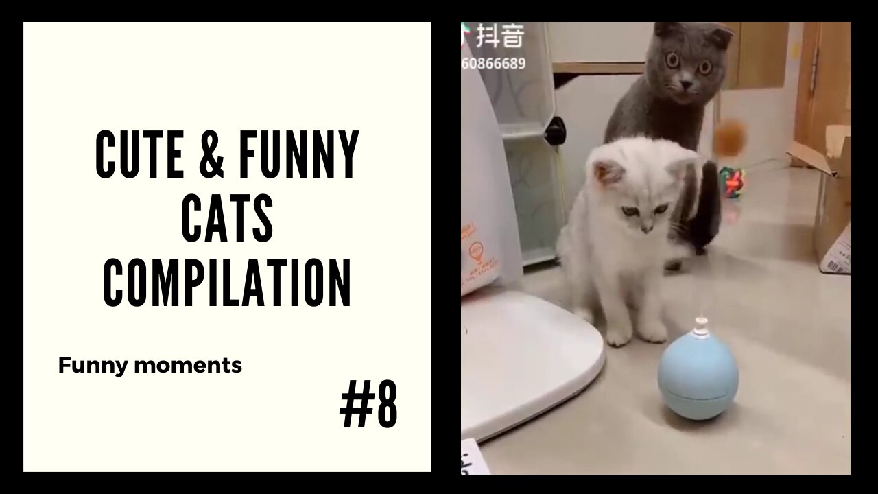 Cute and Funny Cats #8 - Moments Compilation