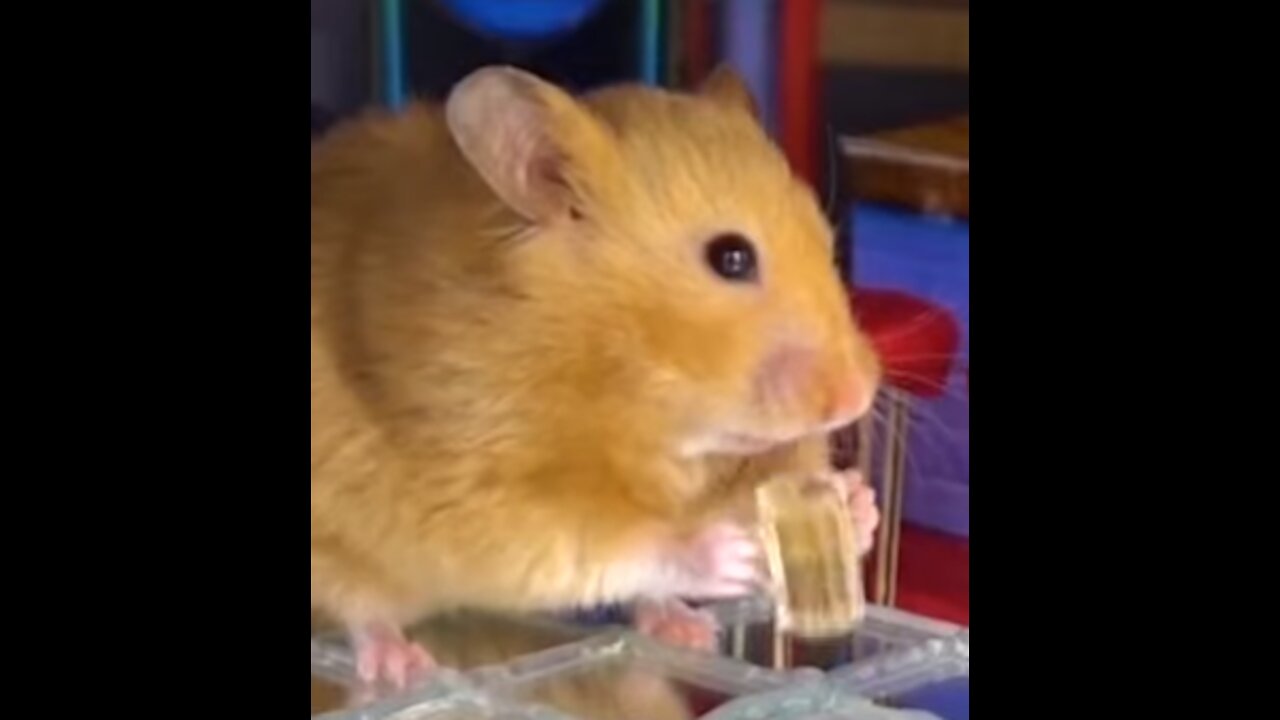 Funny hamster hamster walks around his house