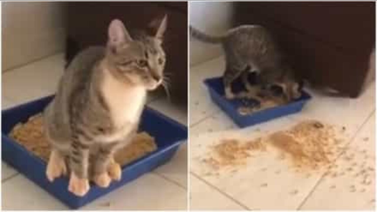 ネコの爆笑トイレ失敗劇