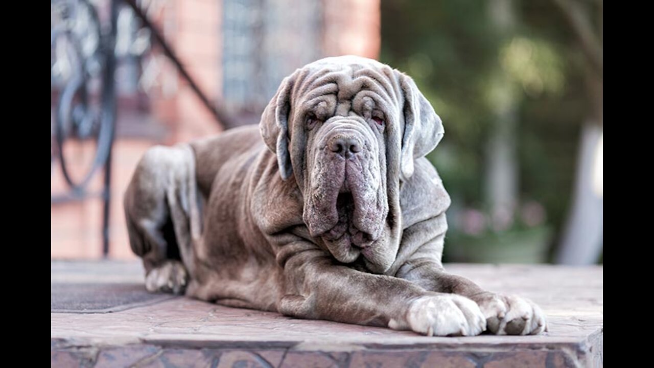 Are you looking for the biggest dogs in the world? There you go