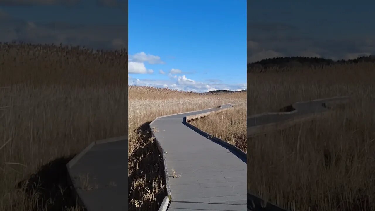 Hiking On The Marsh Boardwalk At Presquile Provincial Park #short #shortvideo #shorts #shortsvideo