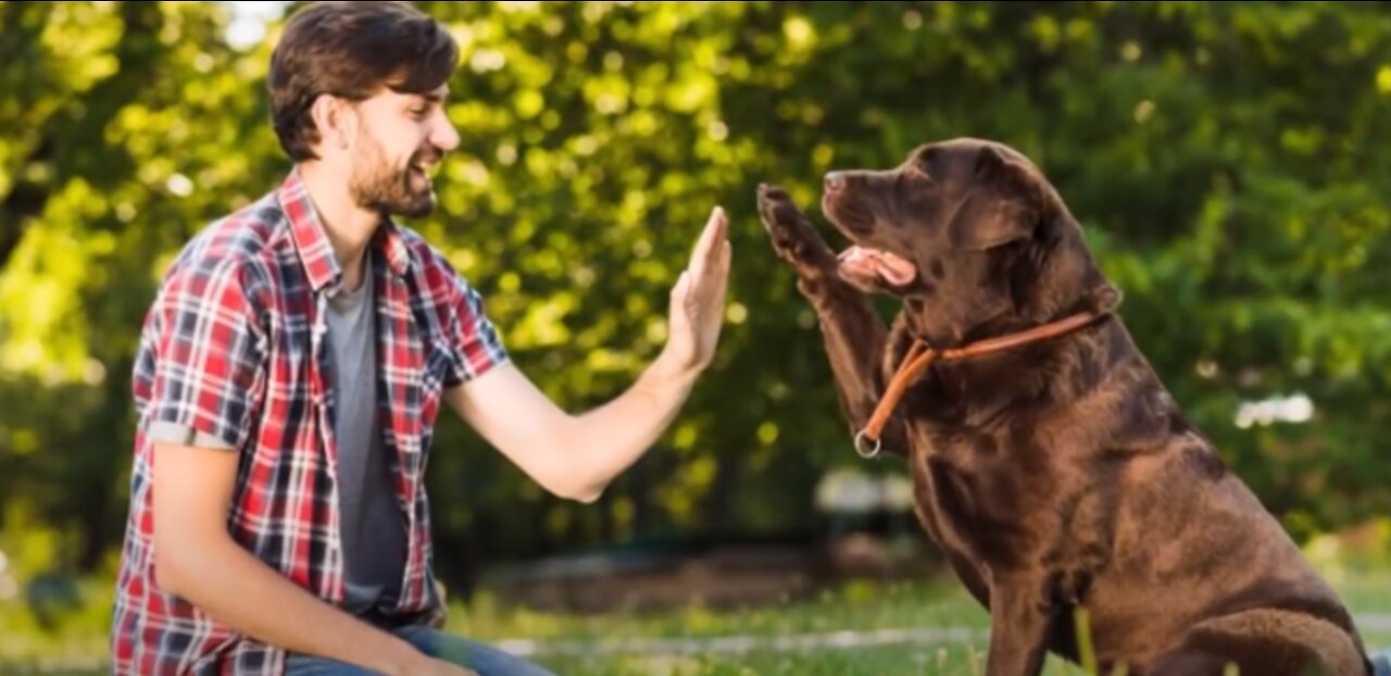 Teach a dog to do high five+ 5 Tricks you can teach your dog at home