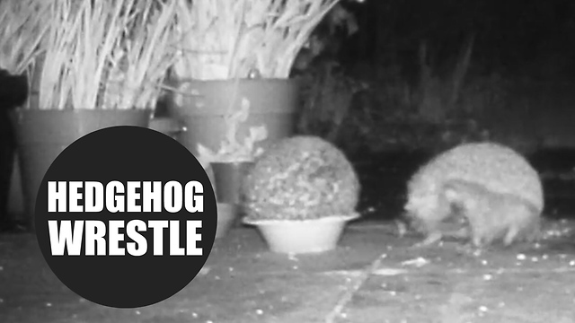 Boisterous hedgehogs fight after hibernating for five months