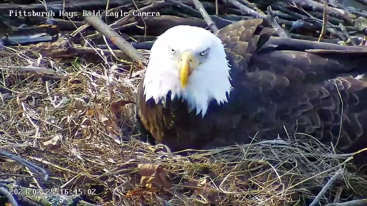 Hays Bald Eagles Has a Pip ! 3.25.23 1644