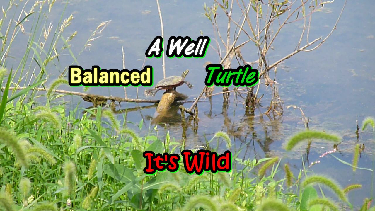 A Well Balanced Turtle