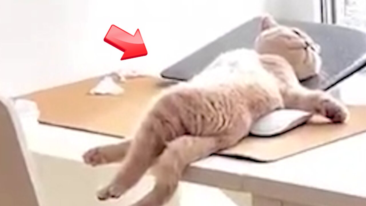 A cat without caution
